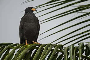 Anthracinus: Mangrove Black Hawk - Mangrove Black Hawk perched