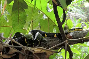Herps: Mangrove Cat Snake
