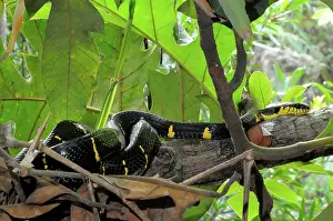 Herps: Mangrove Cat Snake