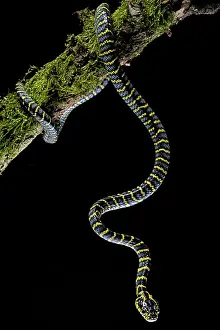 Divergens: Mangrove Cat snake (Boiga dendrophila divergens)
