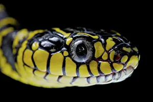 Divergens: Mangrove Cat snake (Boiga dendrophila divergens)