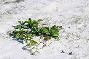 Comoros: Mangrove - colonisation onto sandy beach