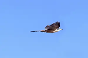 Cuckoos: Mangrove Cuckoo