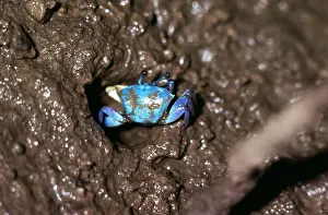 Crabs: MANGROVE FIDDLER CRABS