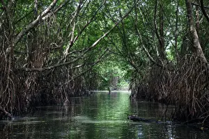 Root: Mangrove forest, branch of Bentota Ganga River