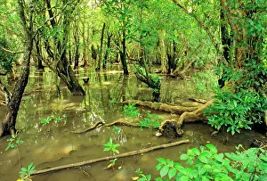 Jean-marc La Roque: Mangrove forest Pohnpei Island