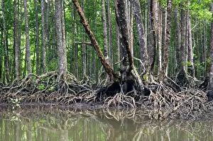 Palawan: Mangrove forest in the valley of a river in Sabang