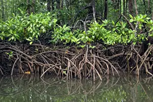 Palawan: Mangrove forest in the valley of a river in Sabang