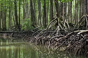 Palawan: Mangrove forest in the valley of a river in Sabang
