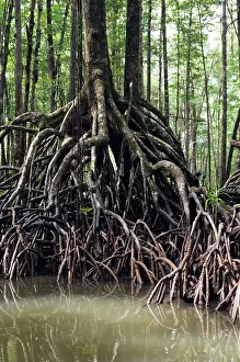 Palawan: Mangrove forest in the valley of a river in Sabang