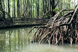 Palawan: Mangrove forest in the valley of a river in Sabang