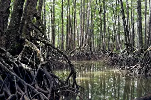 Palawan: Mangrove forest in the valley of a river in Sabang