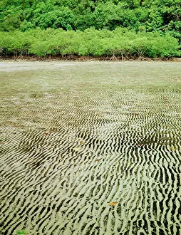 Rhizophora: Mangrove - Fringing inlet, at low tide