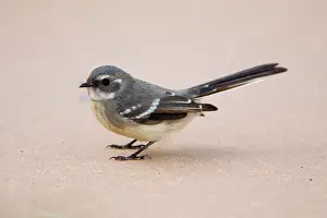 Fantail: Mangrove Grey Fantail
