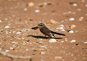 Fantail: Mangrove Grey Fantail