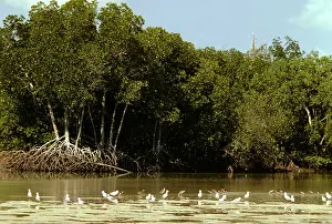 Rhizophora: Mangrove - With gulls in foreground