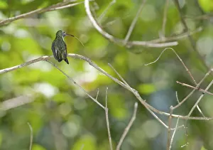 Hummer: Mangrove hummingbird