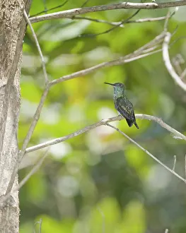 Hummer: Mangrove hummingbird