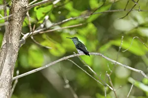 Hummer: Mangrove hummingbird