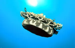 Weird: Mangrove jellyfish (Cassiopeia andromeda), suction umbrella