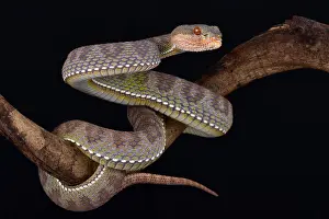 Burma: The Mangrove pit viper (Trimeresurus purpureomaculatus)