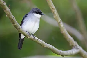 Pulverulenta: Mangrove Robin