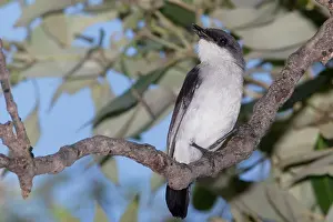 Pulverulenta: Mangrove Robin - perched on a branch in a mangrove forest
