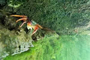 Root: Mangrove root crab