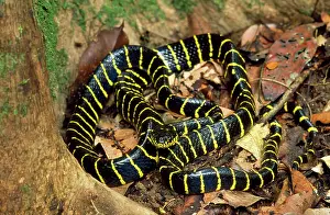 Boiga: Mangrove SNAKE