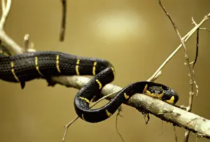 Boiga: Mangrove Snake
