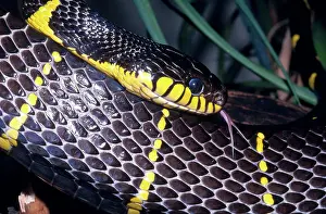 Forked: Mangrove Snake