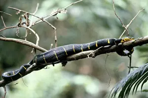 Slithering: Mangrove Snake