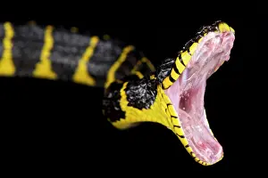 Aggressiveness: Mangrove snake (Boiga dendrophila), Indonesia