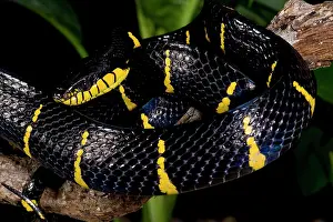 Boiga: Mangrove Snake, Boiga dendrophila, Native