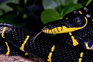 Boiga: Mangrove Snake, Boiga dendrophila, Native