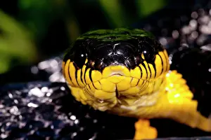 Boiga: Mangrove Snake, Boiga dendrophila, Native