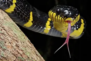 Colubrid: Mangrove snake (Boiga dendrophila), Thailand, Asia