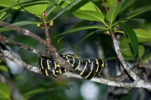 Palawan: Mangrove Snake / Cat-eyed Snake / Cat Snake - wrapped-around