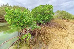 Halophile: Mangrove : stilt roots and pneumatophores - Ningaloo