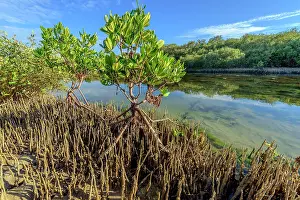 Halophile: Mangrove : stilt roots and pneumatophores - Ningaloo