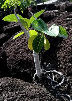 Mangroves: Mangrove tree sapling