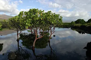 Comoros: Mangrove Tree in water
