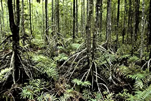 Stilt: Mangrove Trees