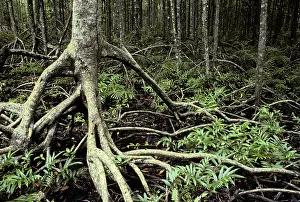 Stilt: Mangrove Trees