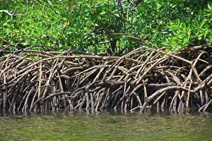 Connie: Mangrove trees, Morowali Nature Reserve