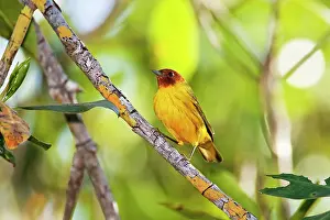Petechia: Mangrove Warbler