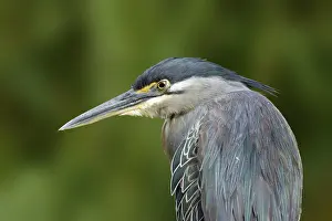 Headland: Mangrovereiger, Striated Heron