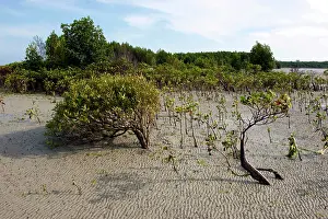 Mangroves: Mangroves
