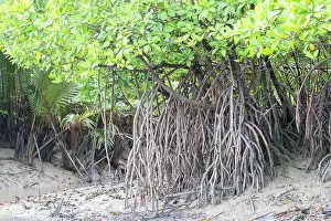 Batang: Mangroves along the Batang Salak