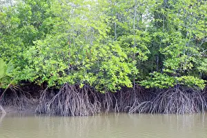 Batang: Mangroves along the Batang Salak